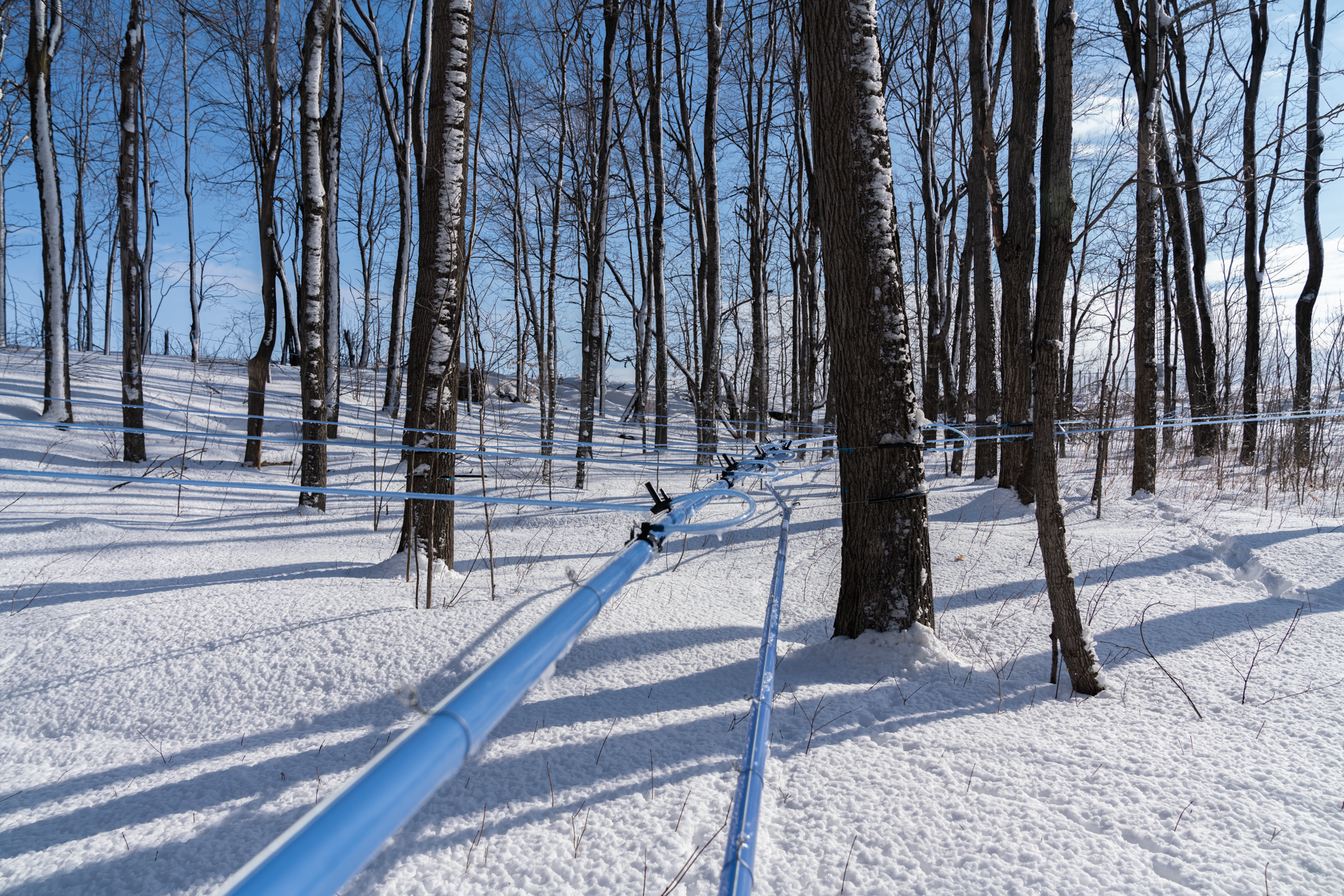 Setting North Maple Syrup Tubing
